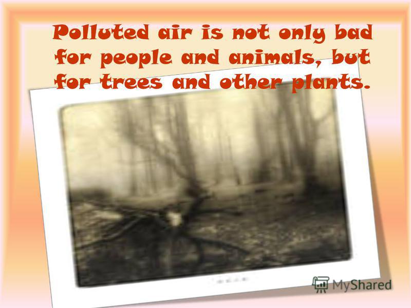 Polluted air is not only bad for people and animals, but for trees and other plants.