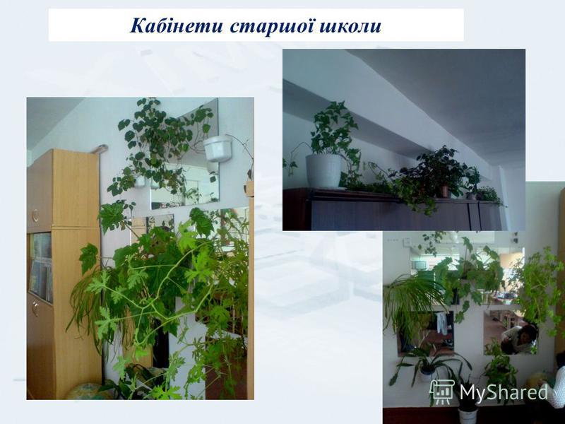 Курсовая работа: Методика використання кімнатних рослин у навчально-виховній роботі з біології
