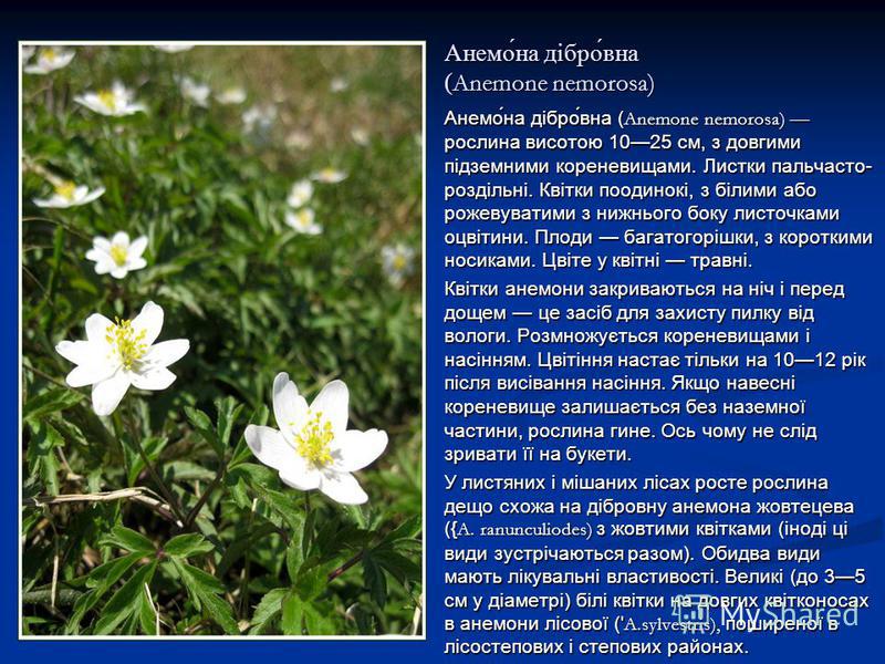 Анемо́на дібро́вна ( Anemone nemorosa) Анемо́на дібро́вна ( Anemone nemorosa) рослина висотою 1025 см, з довгими підземними кореневищами. Листки пальчасто- роздільні. Квітки поодинокі, з білими або рожевуватими з нижнього боку листочками оцвітини. Пл