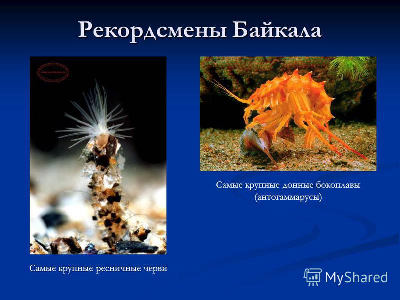 Рекордсмены Байкала Самые крупные ресничные черви Самые крупные донные бокоплавы (антогаммарусы)