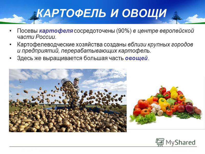 Посевы картофеля сосредоточены (90%) в центре европейской части России. Картофелеводческие хозяйства созданы вблизи крупных городов и предприятий, перерабатывающих картофель. Здесь же выращивается большая часть овощей. КАРТОФЕЛЬ И ОВОЩИ