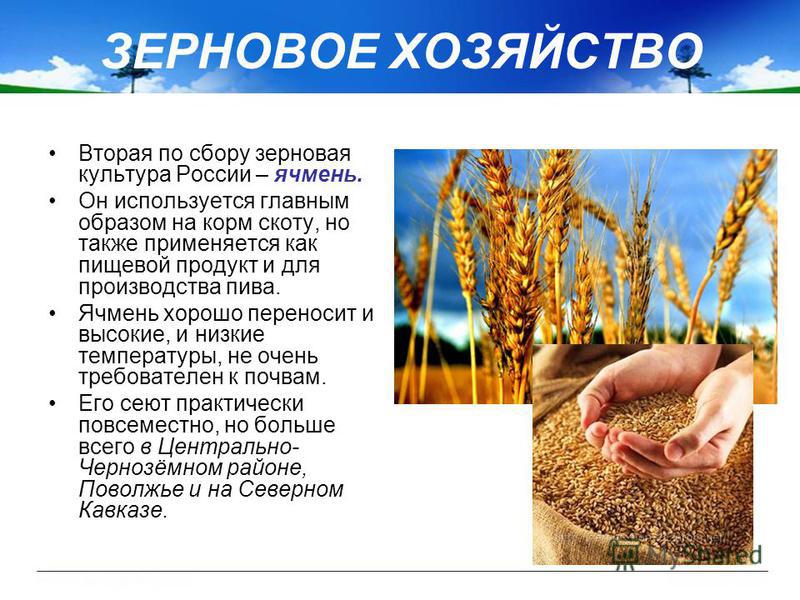 Вторая по сбору зерновая культура России – ячмень. Он используется главным образом на корм скоту, но также применяется как пищевой продукт и для производства пива. Ячмень хорошо переносит и высокие, и низкие температуры, не очень требователен к почва