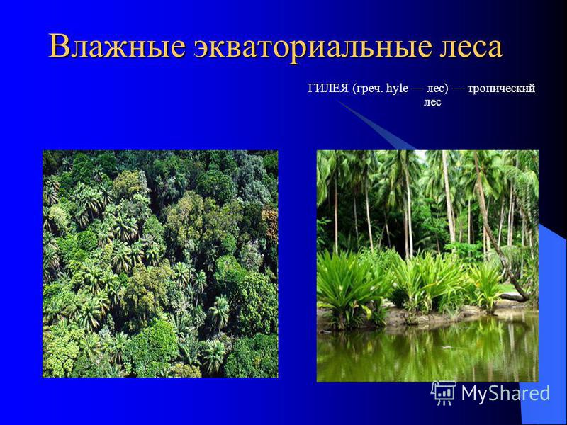 Влажные экваториальные леса ГИЛЕЯ (греч. hyle лес) тропический лес