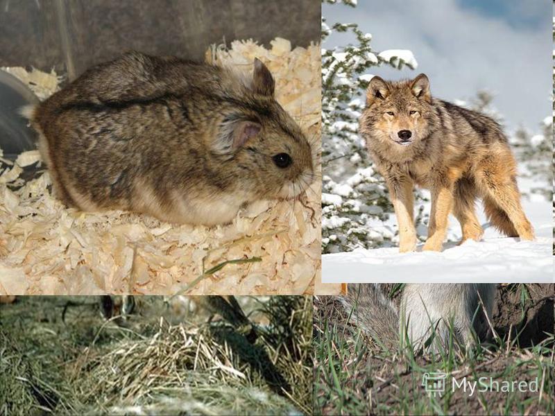 Животный мир впадины разнообразен. В степях водятся длиннохвостый и джунгарский хомячки, длиннохвостый суслик, степная пеструшка, лисица, волк и другие типичные степные формы.