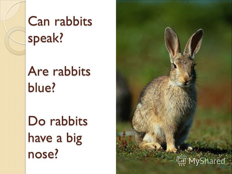 Can rabbits speak? Are rabbits blue? Do rabbits have a big nose?
