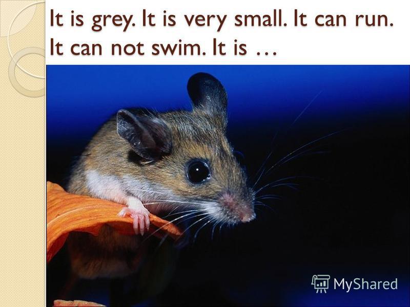 It is grey. It is very small. It can run. It can not swim. It is …