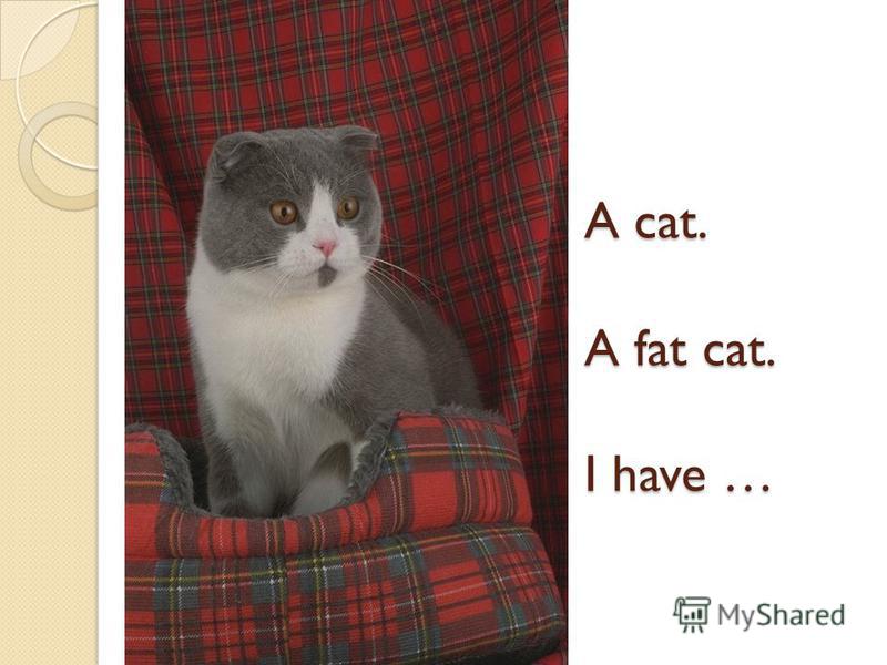 A cat. A fat cat. I have …