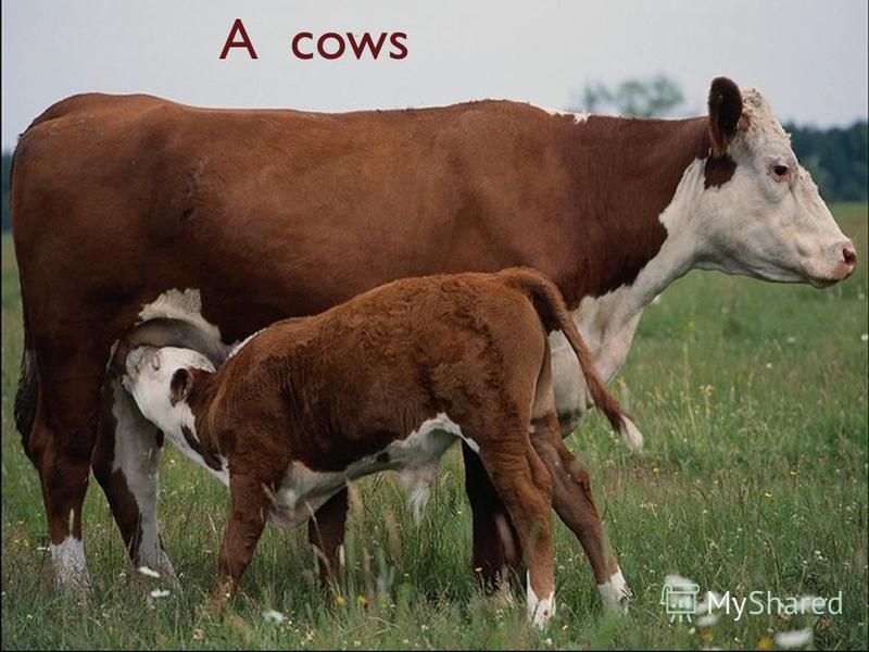 A cows