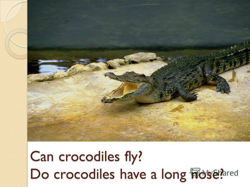 Can crocodiles fly? Do crocodiles have a long nose?