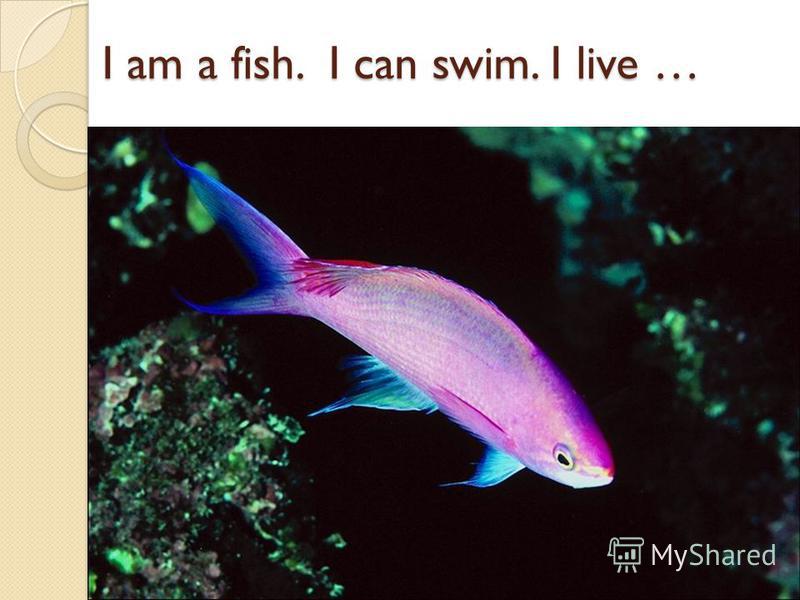 I am a fish. I can swim. I live …