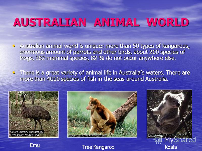 AUSTRALIAN ANIMAL WORLD Australian animal world is unique: more than 50 types of kangaroos, enormous amount of parrots and other birds, about 200 species of frogs, 282 mammal species, 82 % do not occur anywhere else. Australian animal world is unique