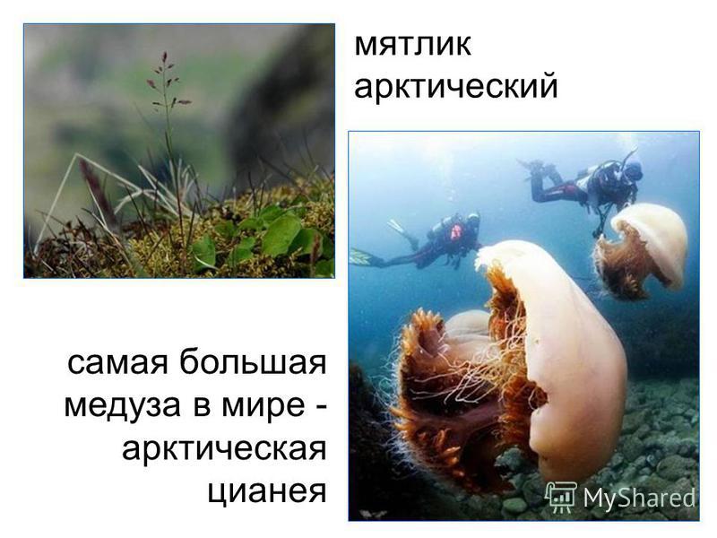 мятлик арктический самая большая медуза в мире - арктическая цианея