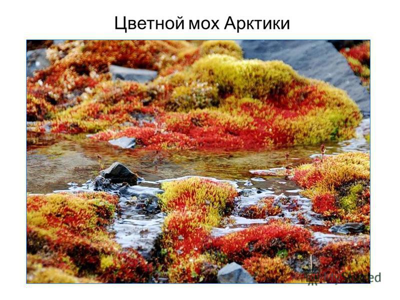 Цветной мох Арктики