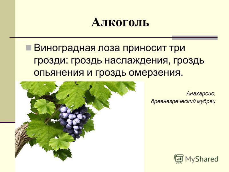 Алкоголь Виноградная лоза приносит три грозди: гроздь наслаждения, гроздь опьянения и гроздь омерзения. Анахарсис, древнегреческий мудрец