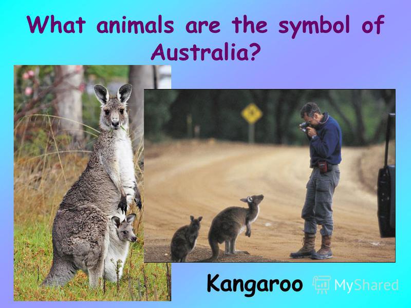 What animals are the symbol of Australia? Kangaroo