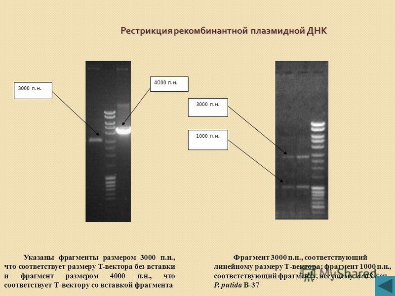 Лигирование с T- вектором Лигирование с T- вектором Рисунок 14 - Схема Т – вектора (pTZ57R/T из набора InsTAclone TM PCR Cloning Kit производства «Fermentas») Рисунок 13 - Электрофоретический анализ продуктов ПЦР в 0,7% агарозном геле 1000 п.н.