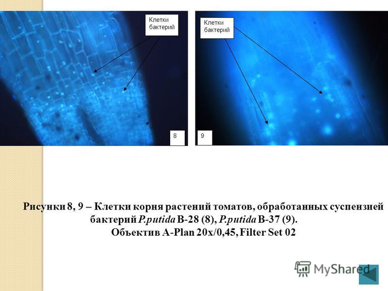 Рисунки 5, 6, 7 - Корневые волоски растений томатов, обработанные суспензией бактерий P.putida KT (5), P.putida B-28 (6), P.putida B-37(7). Объектив A-Plan 10x/0,45, Filter Set 02 Клетки бактерий 5 7 6