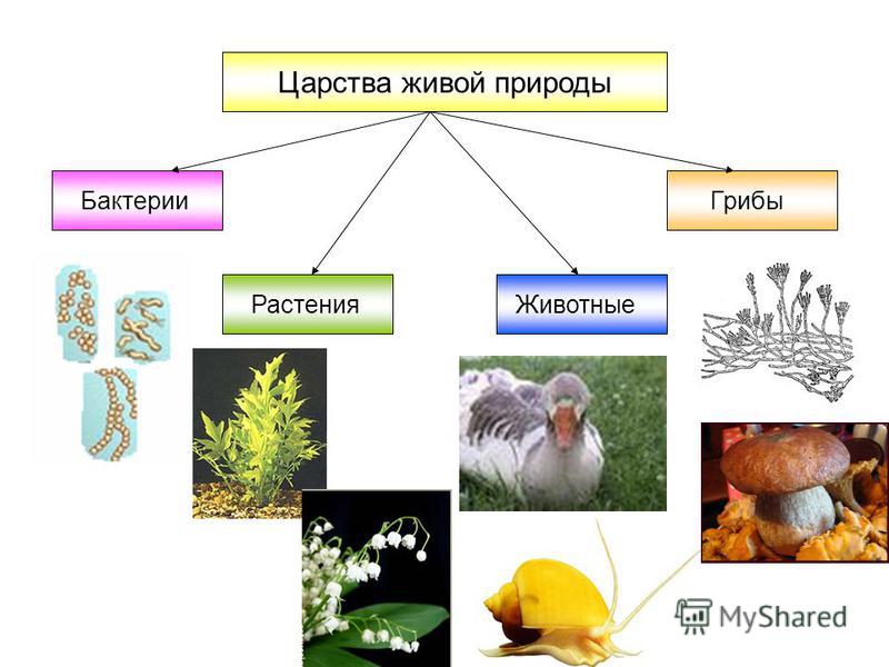 Царства живой природы Бактерии Грибы Растения Животные
