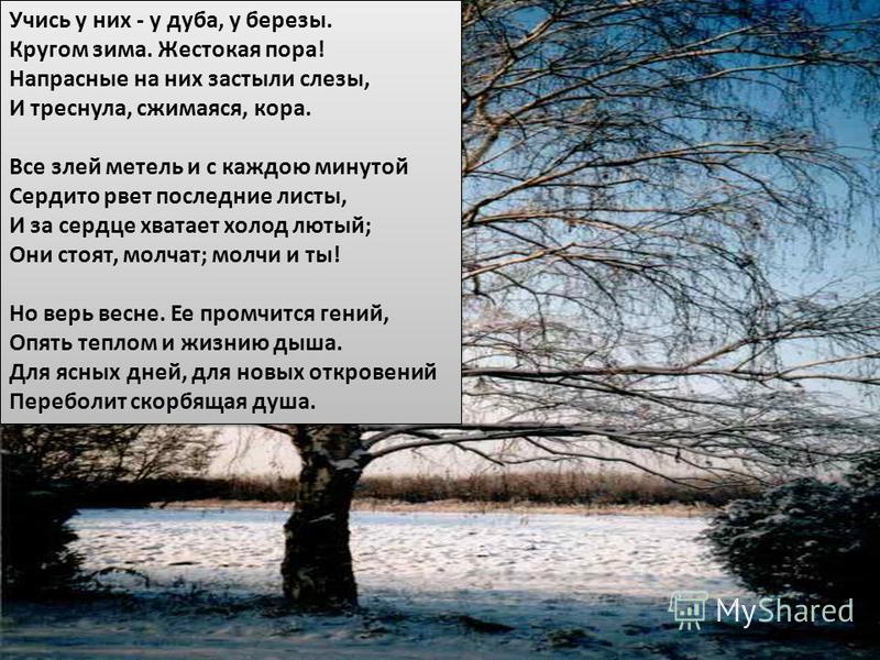 Стих учимся у них у дуба у березы Стих учимся у них у дуба у березы
