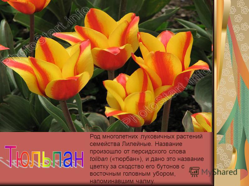 Род многолетних луковичных растений семейства Лилейные. Название произошло от персидского слова toliban («тюрбан»), и дано это название цветку за сходство его бутонов с восточным головным убором, напоминавшим чалму.