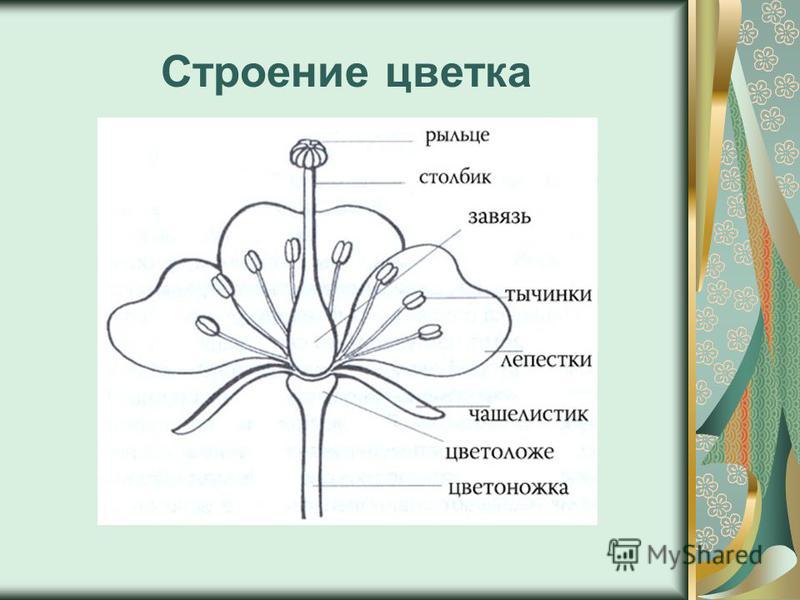 Строение цветов и плодов Строение цветов и плодов