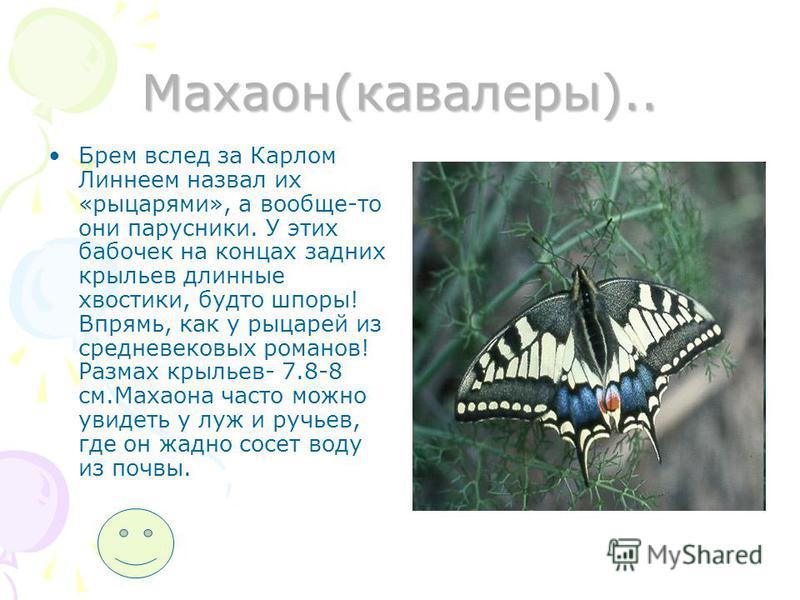 Махаон Лыткарино