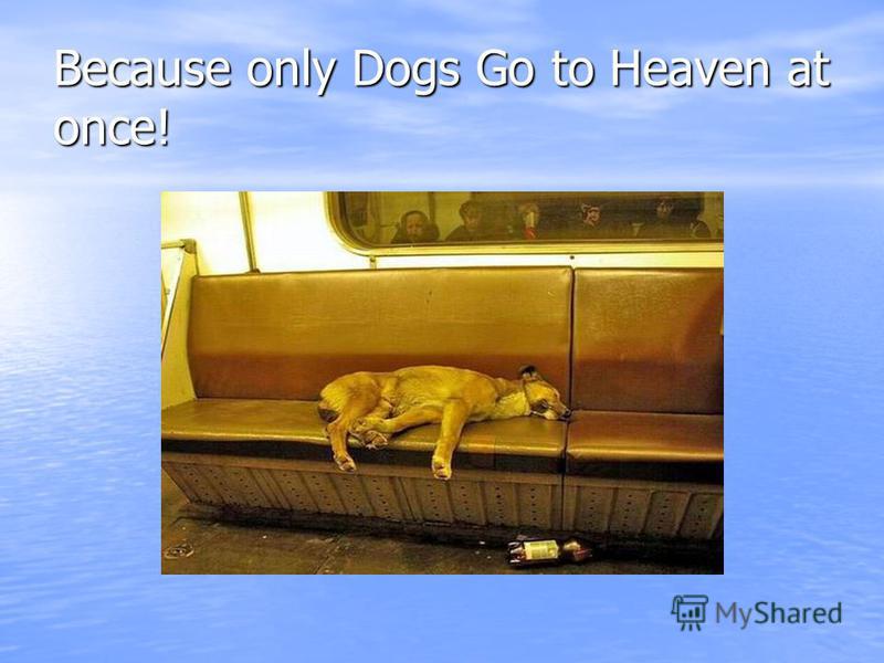 Because only Dogs Go to Heaven at once!
