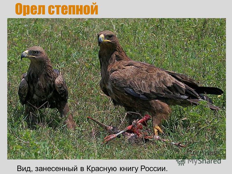 Орел степной Вид, занесенный в Красную книгу России.