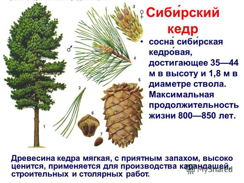 Картинки ШИШКИ И ХВОИНКИ СОСНЫ