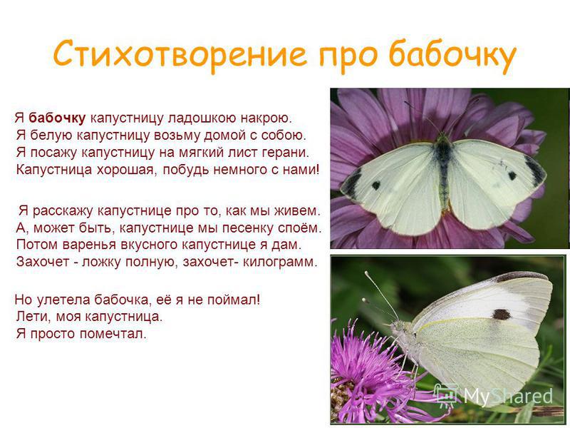 Детские стихи про насекомых, детские стихи про пчелку и Олеся Емельянова. Бабочка. Стихи-визитки для представления