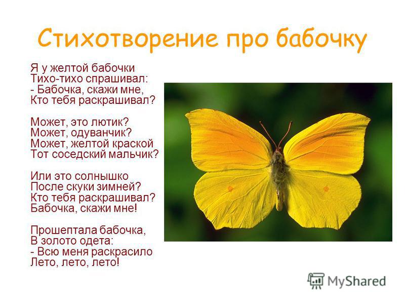 Стих про бабочек детям Стих про бабочек детям