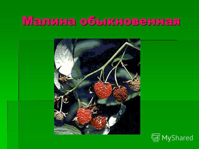 Ядовитые растения Нижегородской области - online presentation