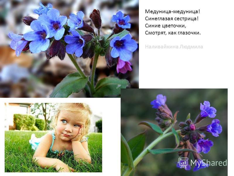 Цветы Пробуждение Медуница