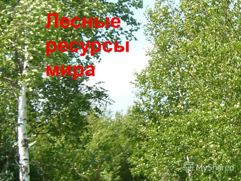 Виды Лесных Фото Виды Лесных Фото