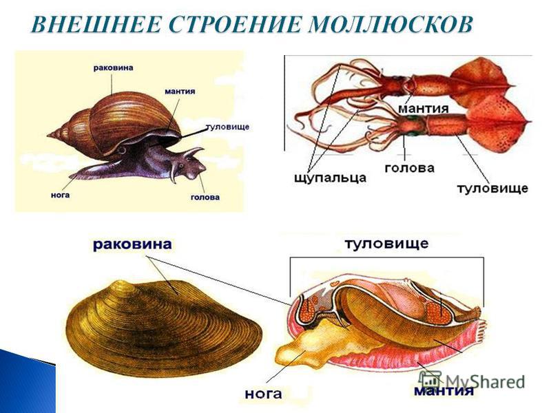 Биология 8 класс таблица внутреннее строение моллюсков Презентация на тему: "Тип Моллюски или Мягкотелые Тип Моллюски или Мягкотелые.".