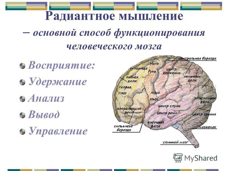 Представление работ проекта в радиантной структуре это