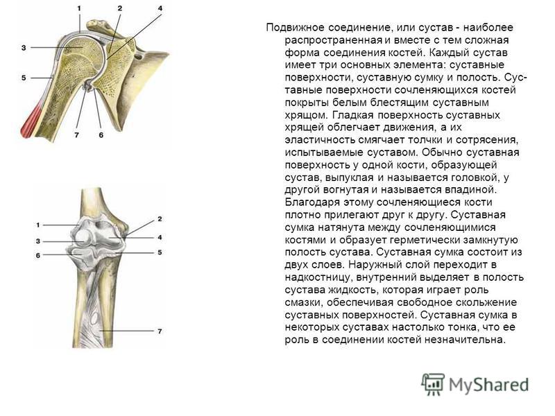 Кости не имеющие сустава Кости не имеющие сустава