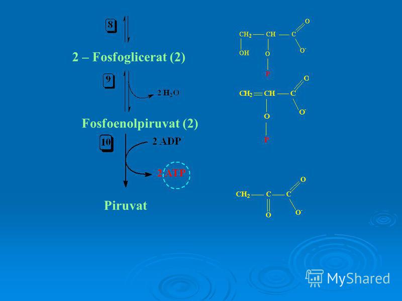 pierderea pyruvat de greutate calciu