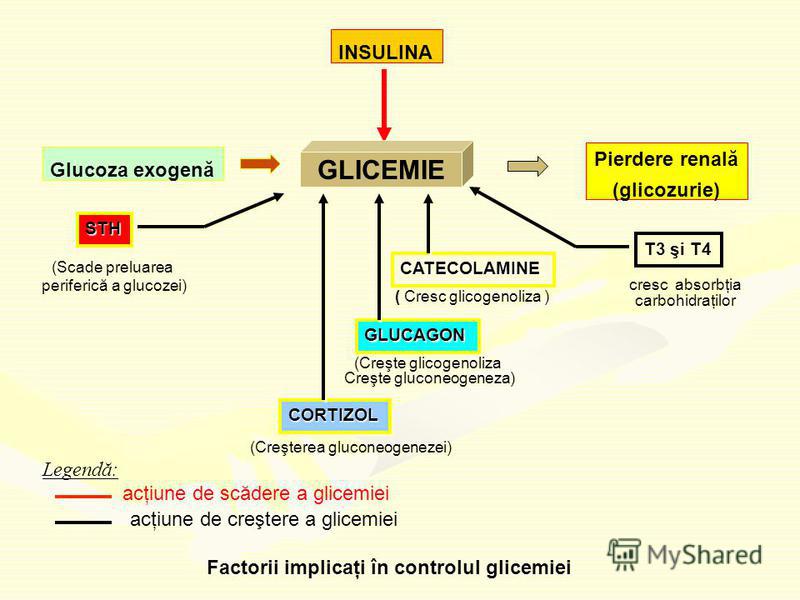 Glicogenoliza (descompunerea glicogenului)