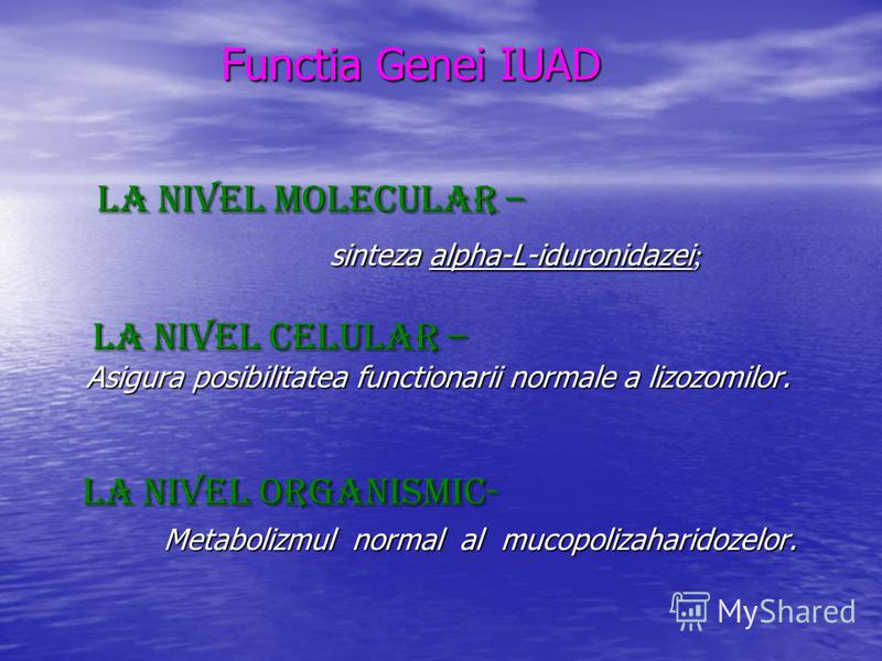 Functia Genei IUAD Functia Genei IUAD La nivel molecular – sinteza alpha-L-iduronidazei ; sinteza alpha-L-iduronidazei ; La nivel celular – Asigura posibilitatea functionarii normale a lizozomilor. La nivel celular – Asigura posibilitatea functionari