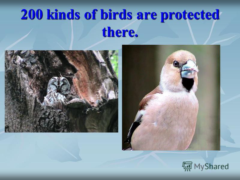 200 kinds of birds are protected there.