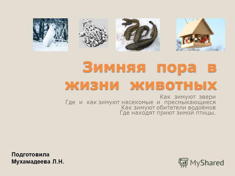 Где зимуют животные картинки для детей Где зимуют животные картинки для детей