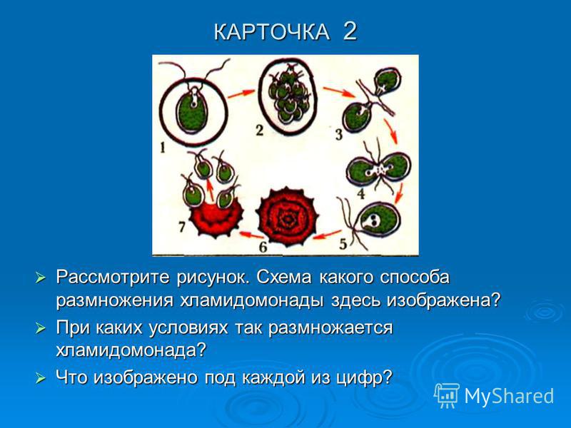 Дидактические карточки по ботанике 6 класс