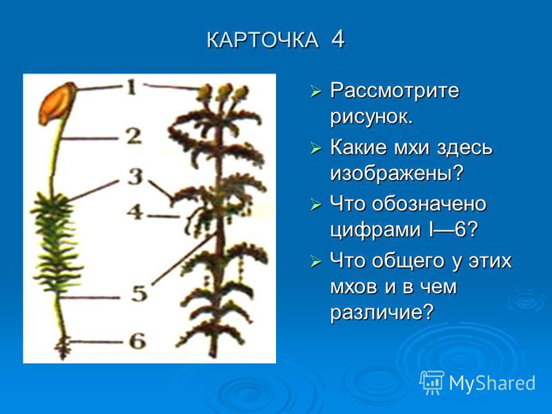 Дидактические карточки по ботанике 6 класс