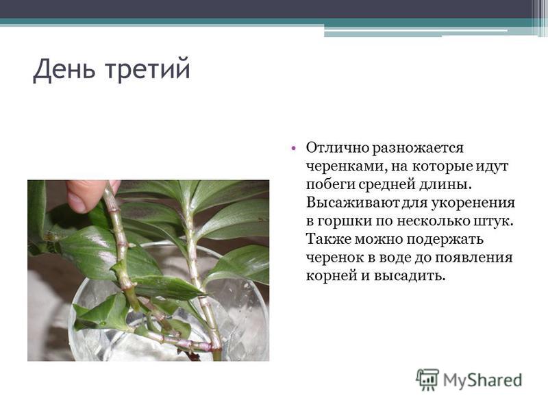 Черенкование Традесканции Лабораторная Работа Таблица Черенкование Традесканции Лабораторная Работа Таблица
