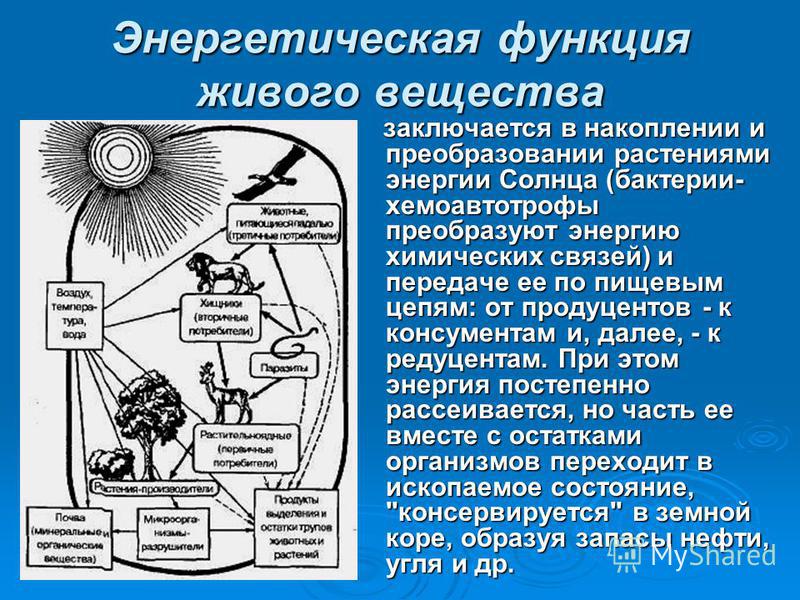 Презентация на тему "Биосфера" - скачать бесплатно презентации по Биологии
