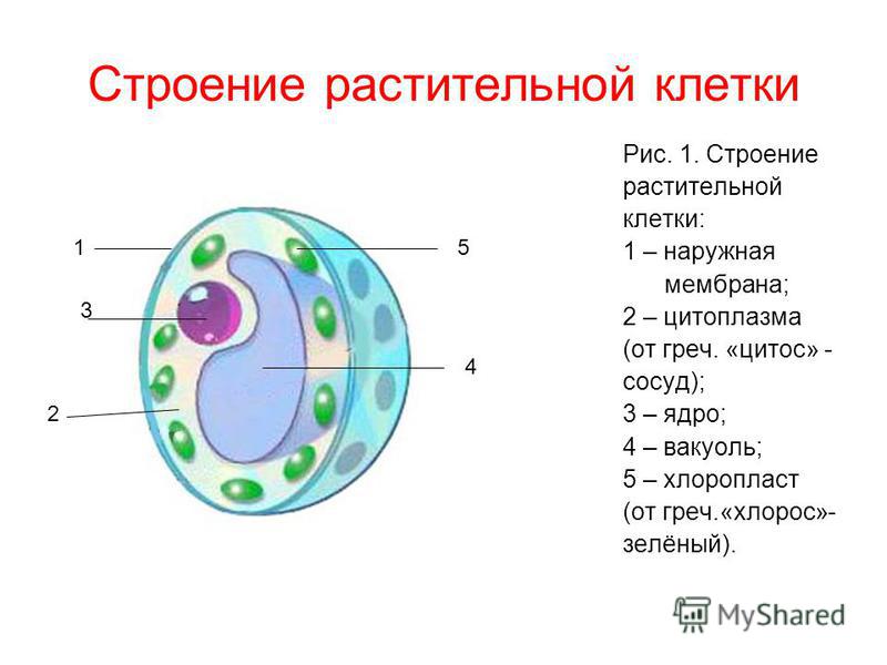 Схема живой клетки биология Схема живой клетки биология