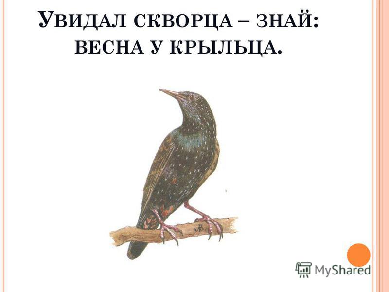 Картинки как всречают весну насекомые и звери Картинки как всречают весну насекомые и звери