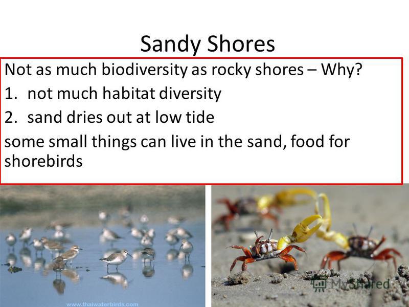 marine ecosystem essay Here is an essay on ‘coral reefs’ for class 7, 8, 9 and 10 find paragraphs, long and short essays on ‘coral reefs’ especially written for school and college. marine ecosystem essay Here is an essay on ‘coral reefs’ for class 7, 8, 9 and 10 find paragraphs, long and short essays on ‘coral reefs’ especially written for school and college.