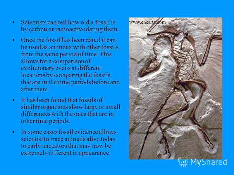 index fossils dating rock layers index fossils dating rock layers